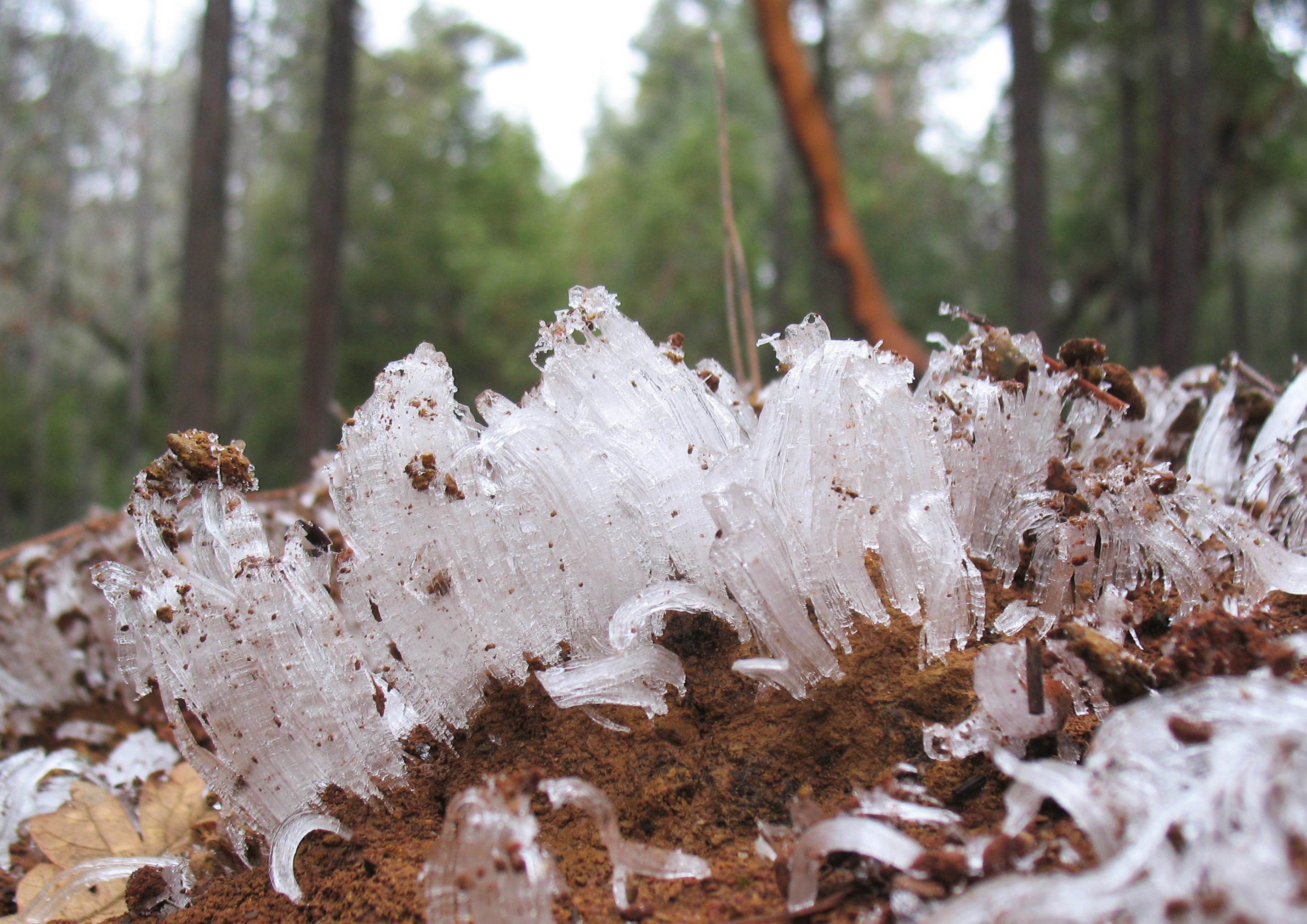 Needle Ice