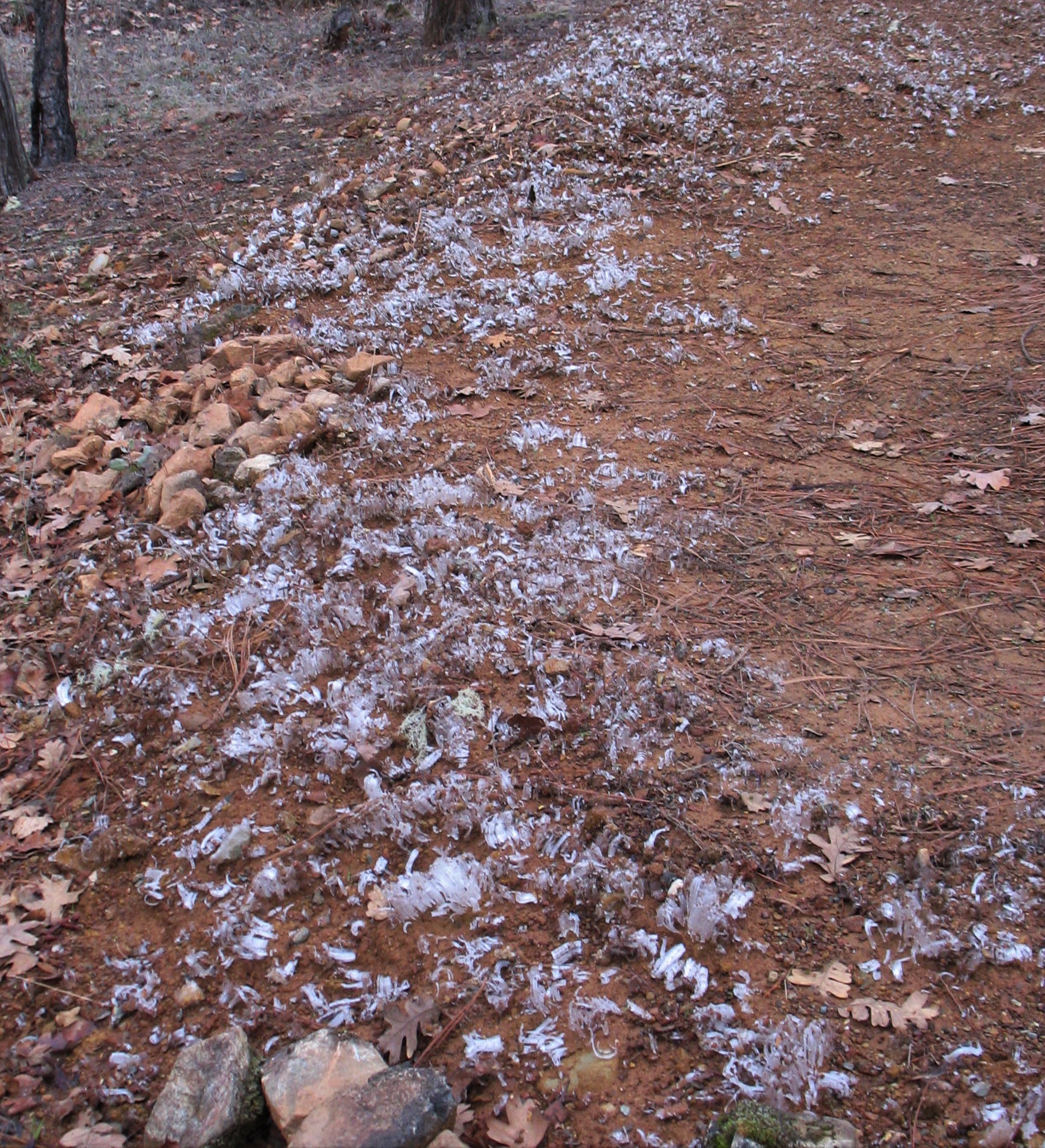 Needle Ice