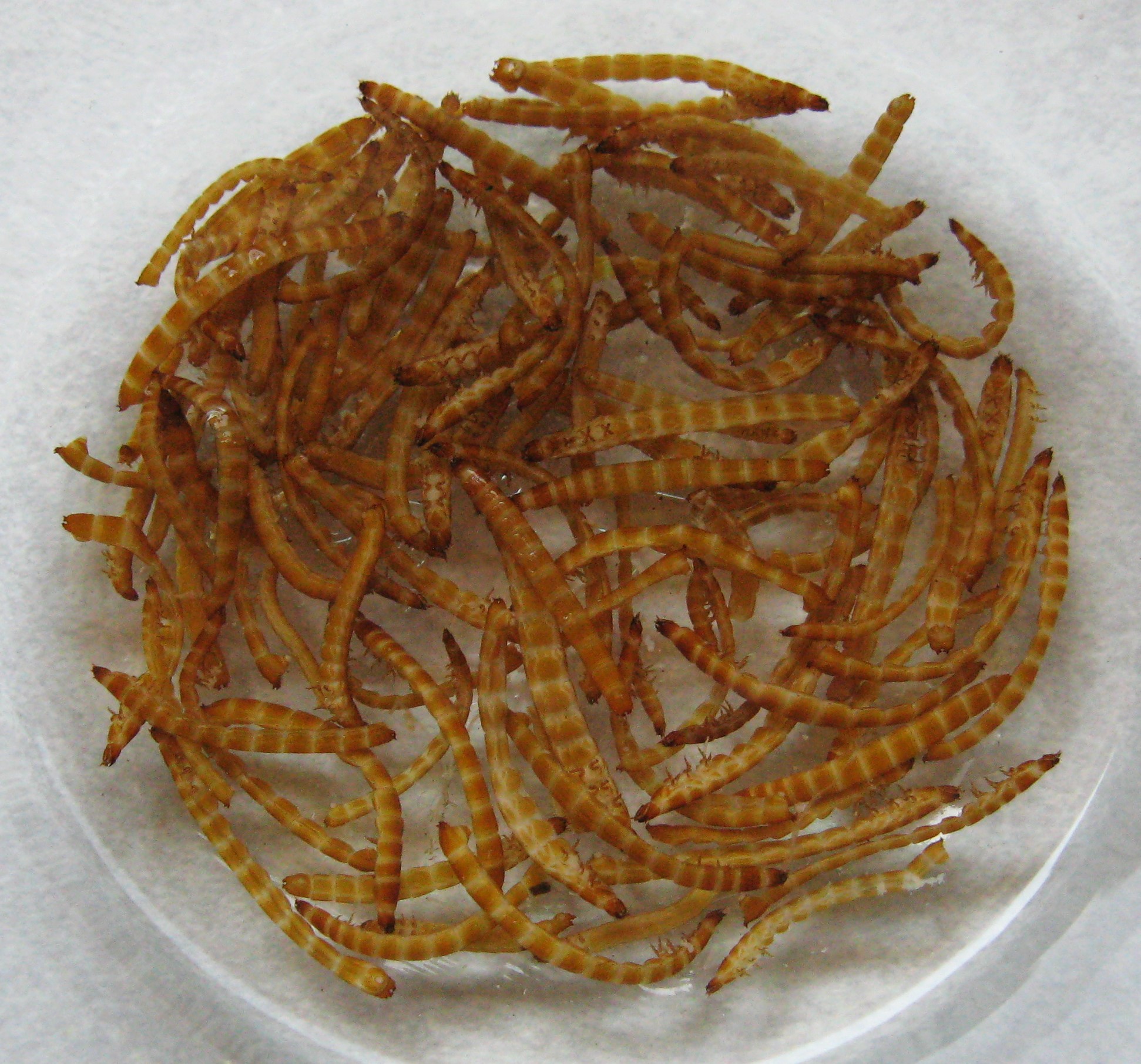 Wireworms